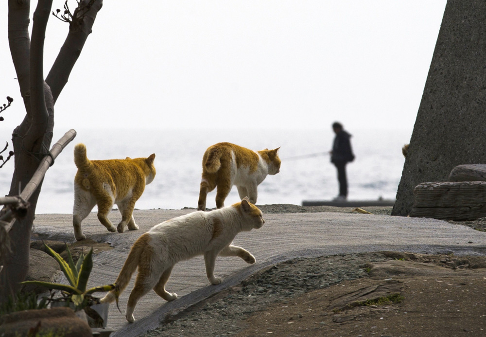 Cats walk along the embankment as a man fishes on Aoshima Island in Ehime prefecture in southern Japan