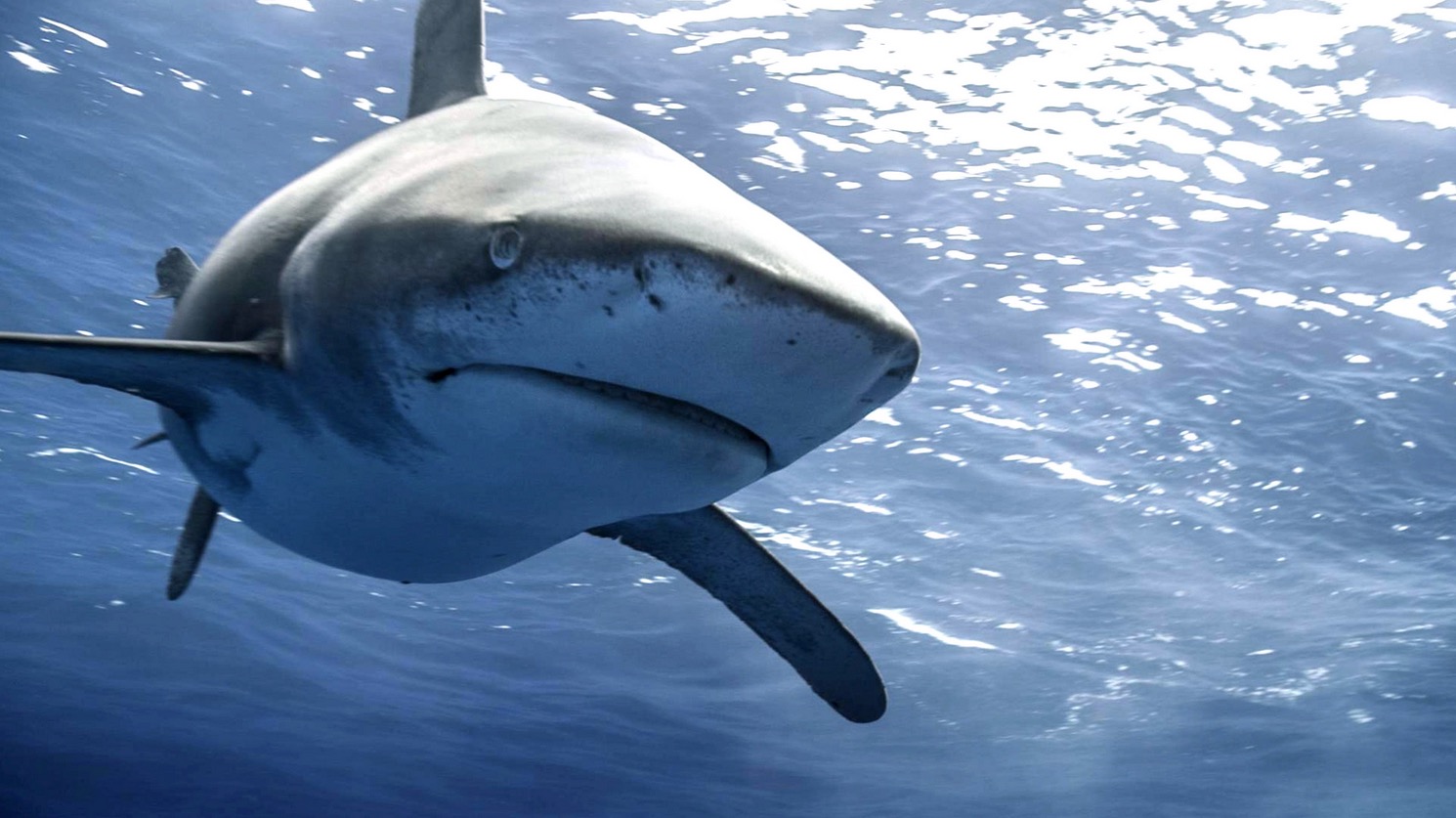 The Shark Anger Documentary_12