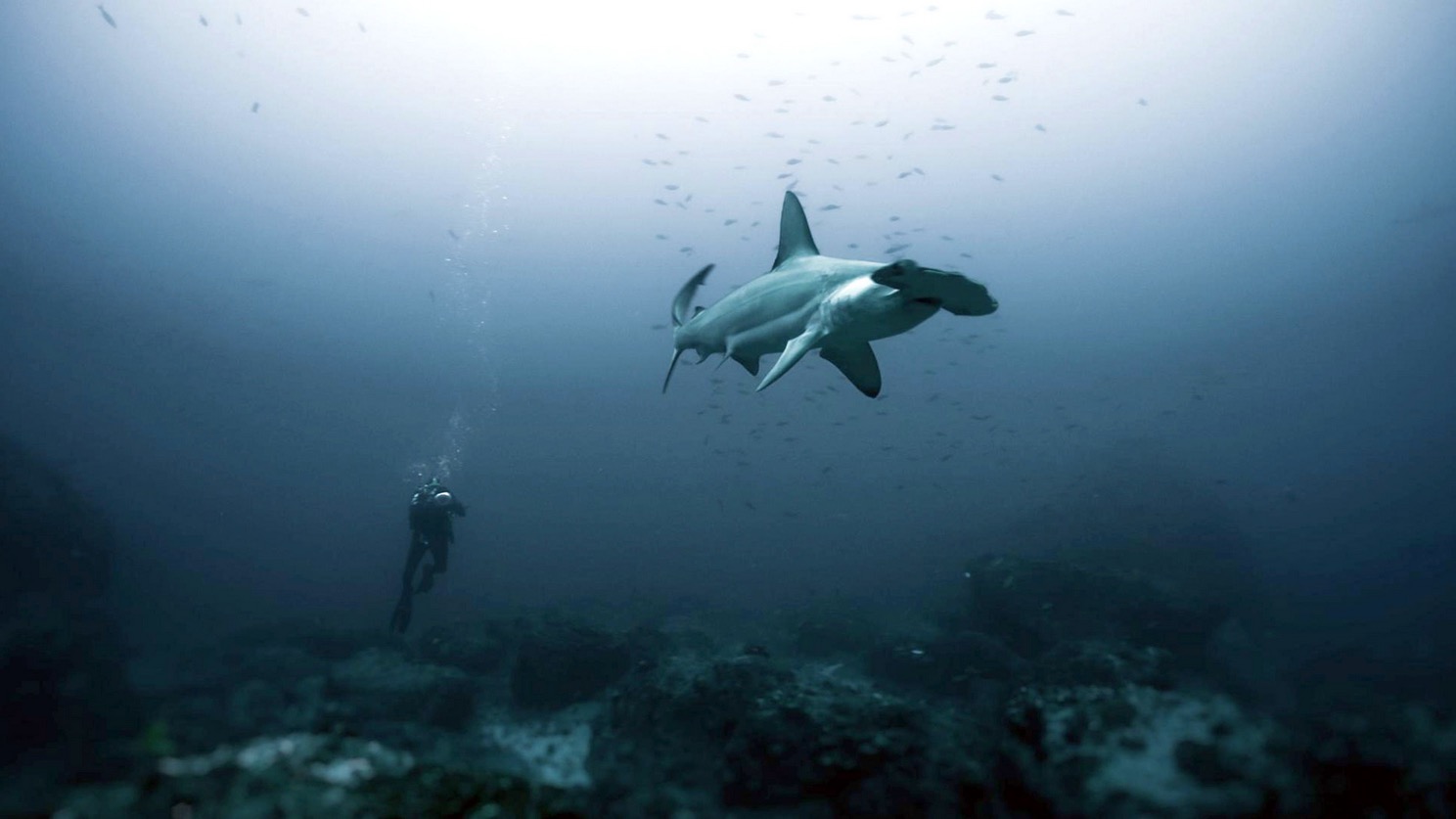 The Shark Anger Documentary_14