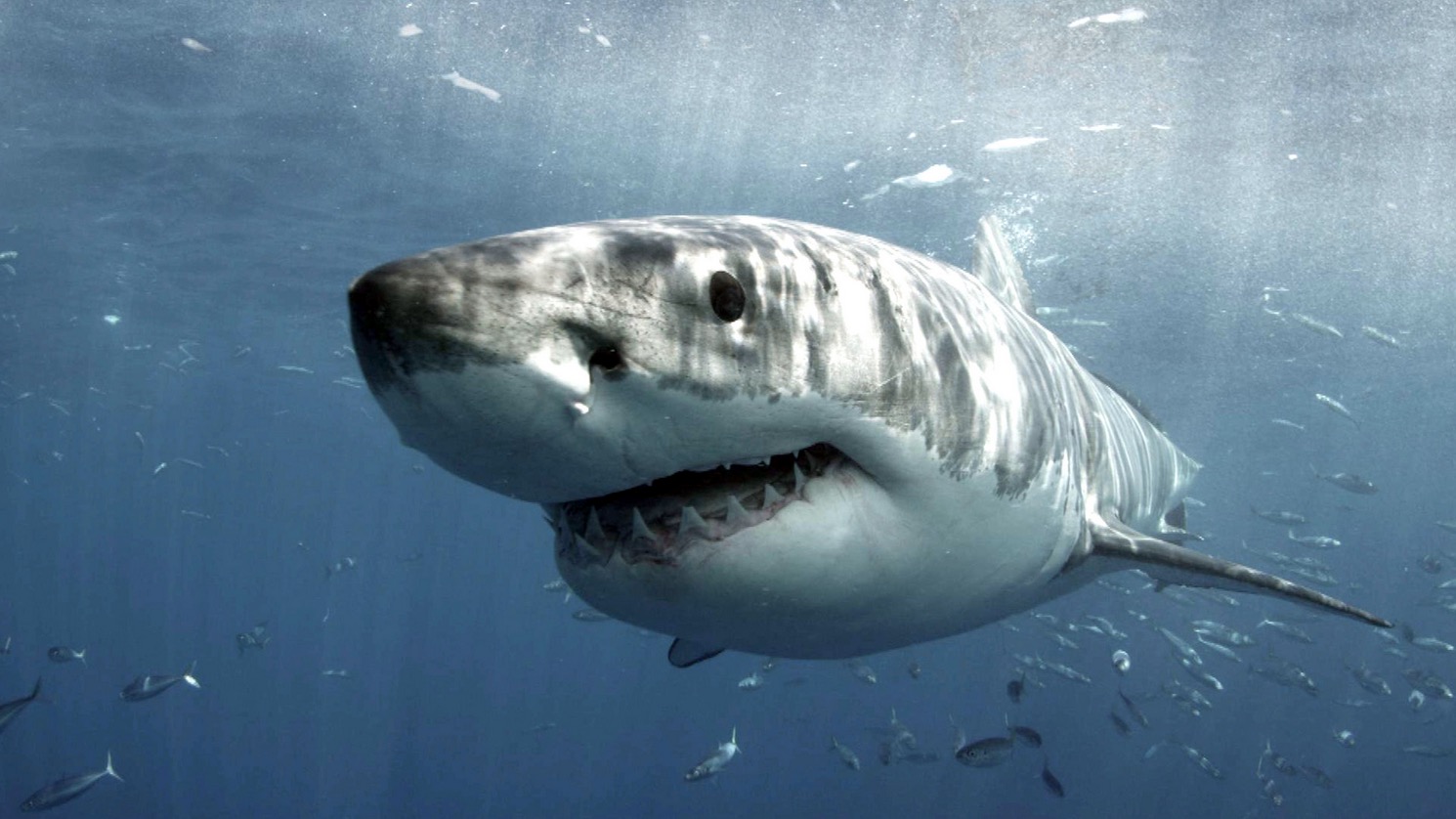 The Shark Anger Documentary_2
