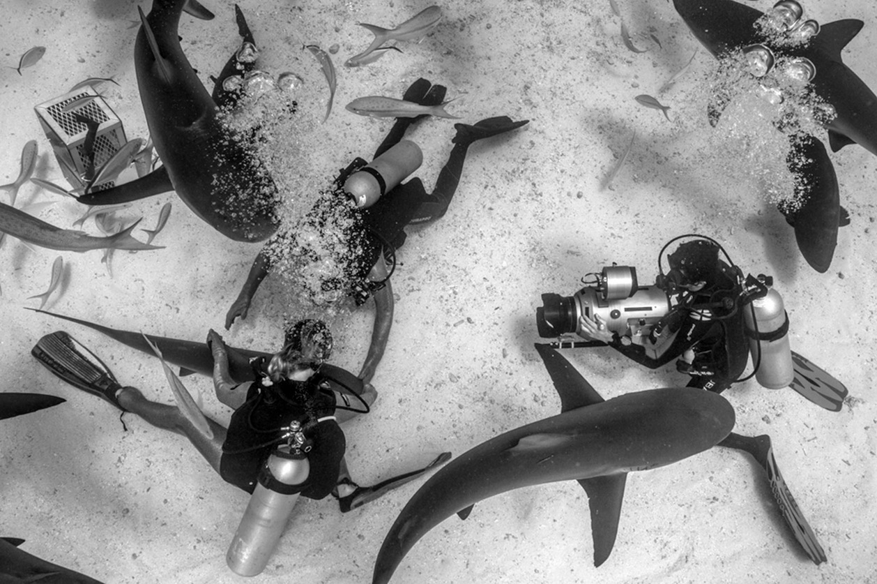 The Shark Anger Documentary_5