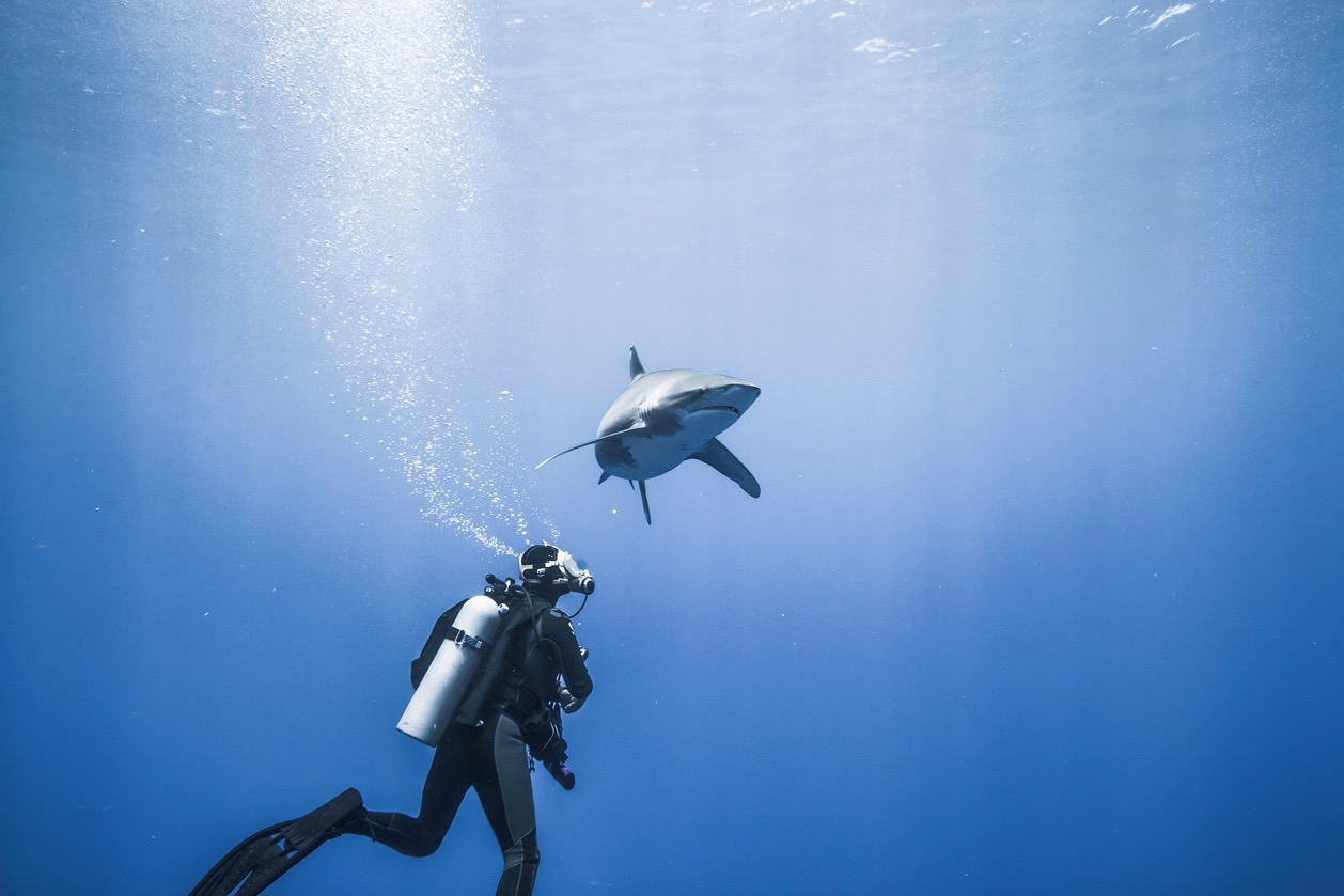 The Shark Anger Documentary_7