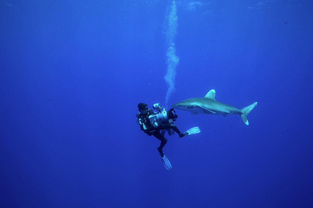 The Shark Anger Documentary_9