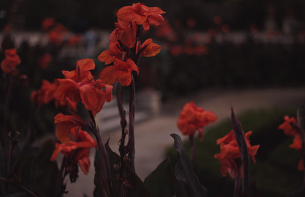 Jardin des secrets
