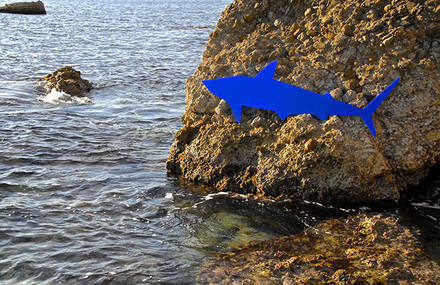 Jacques – Shark