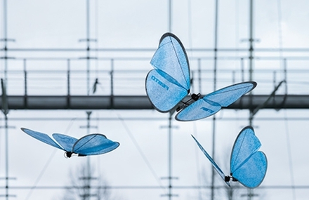 Drones of Blue Butterflies Army