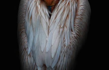 The elegance of the pelican