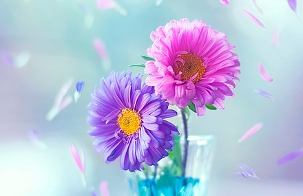 Falling petals photography series