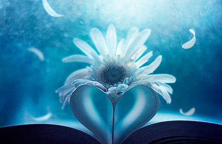 Falling petals photography series