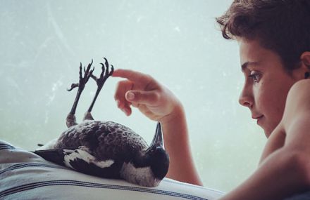 A Rescued Bird Named Penguin