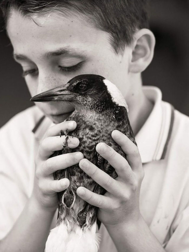 penguin-magpie-rescue-friendship-bloom-family-australia-1