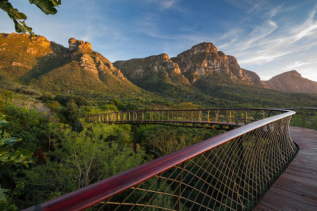 tree-canopy-walkway-path-kirstenbosch-national-botanical-garden-0