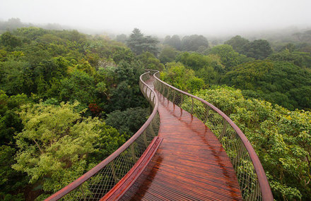 Tree Canopy Walkway Path in Cape Town