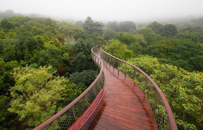 Tree Canopy Walkway Path in Cape Town