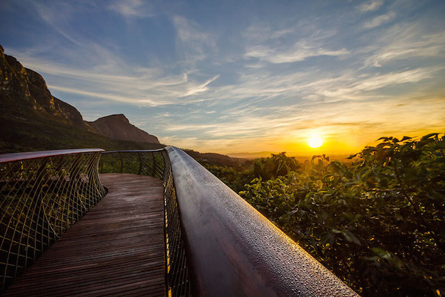 tree-canopy-walkway-path-kirstenbosch-national-botanical-garden-12