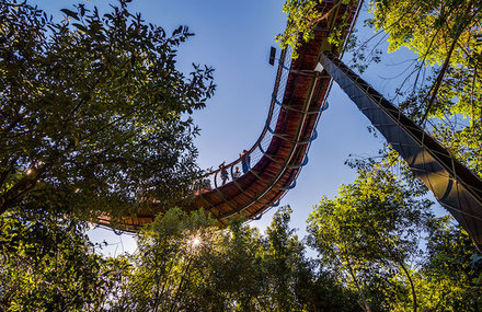 Tree Canopy Walkway Path in Cape Town