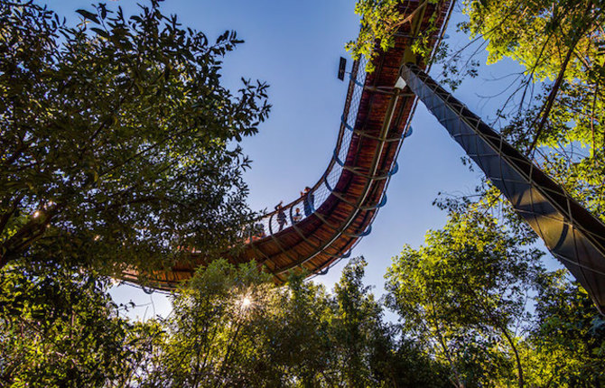 Tree Canopy Walkway Path in Cape Town