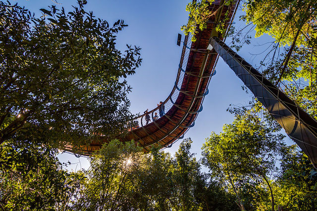 tree-canopy-walkway-path-kirstenbosch-national-botanical-garden-14