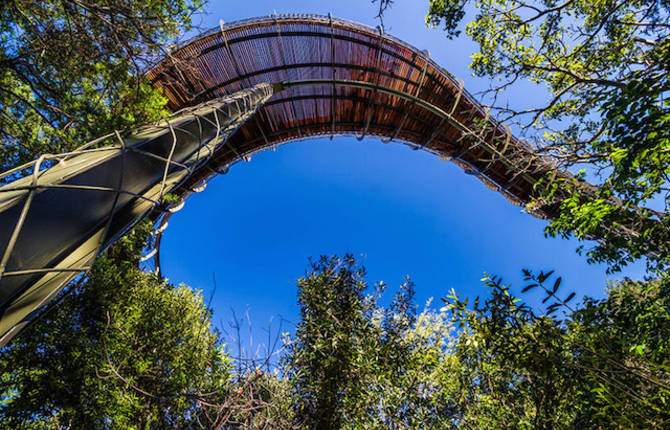 Tree Canopy Walkway Path in Cape Town