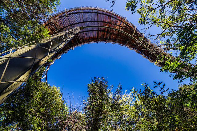 tree-canopy-walkway-path-kirstenbosch-national-botanical-garden-15