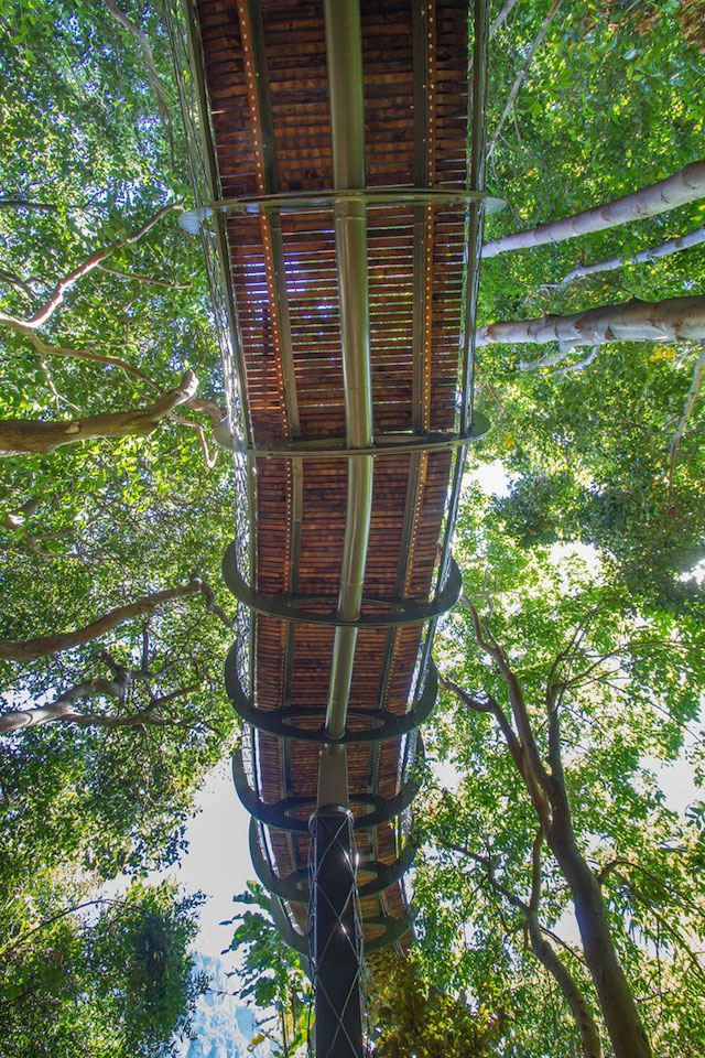 tree-canopy-walkway-path-kirstenbosch-national-botanical-garden-4