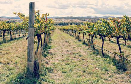 Australian wine from Canberra