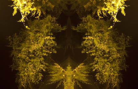 Psychotrees