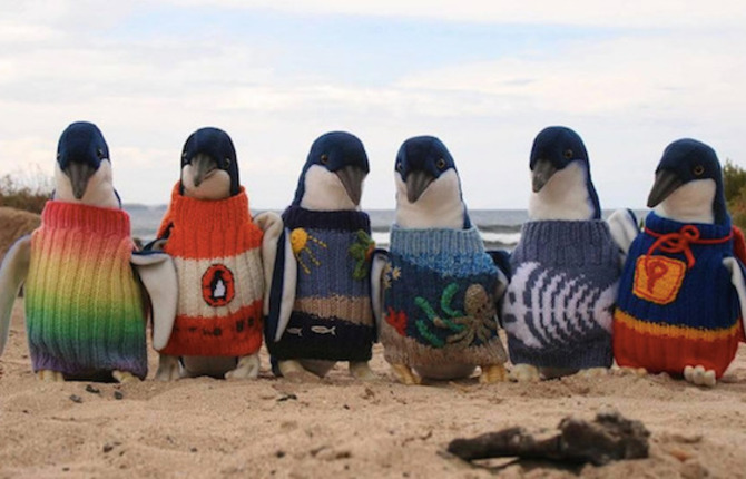 A Man Knits Sweaters to Protect Oil Covered Penguins