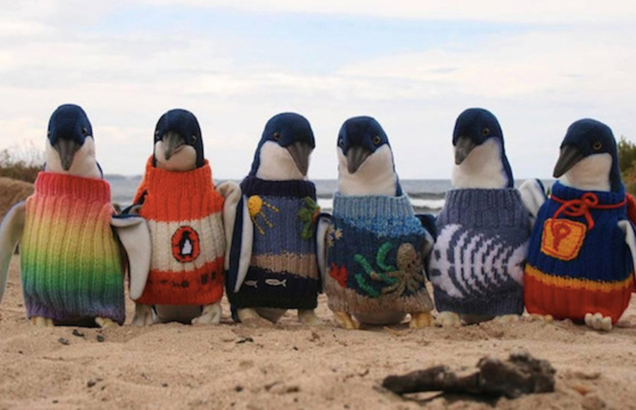 A Man Knits Sweaters to Protect Oil Covered Penguins
