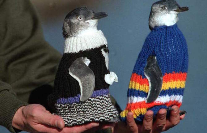 A Man Knits Sweaters to Protect Oil Covered Penguins