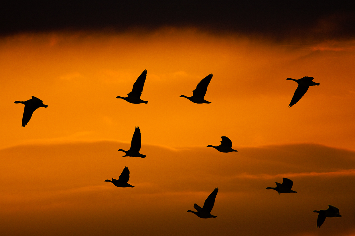 Barnacle geese against a dramatic evening sky