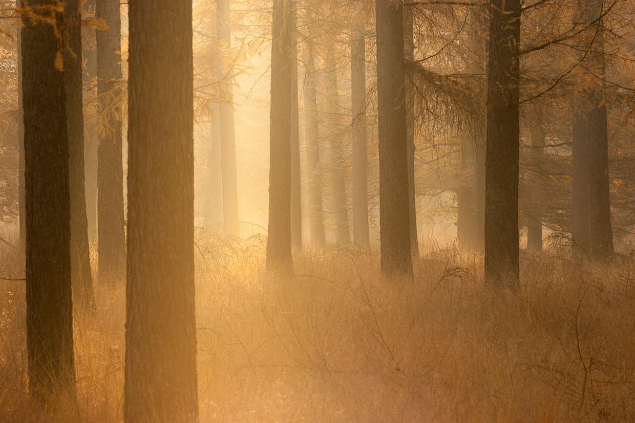 Lost in the woods - Herfst in het Nationaal Park Dwingelderveld