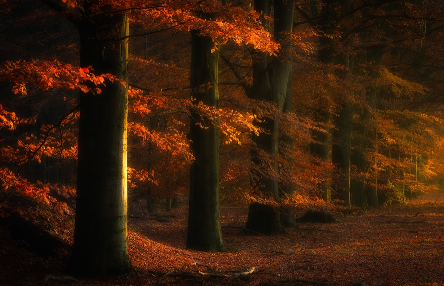 Autumn Glow - Gasselte, The Netherlands