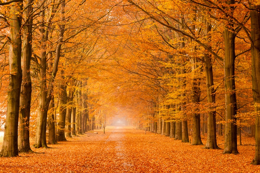 Autumn road - Gasselte, The Netherlands