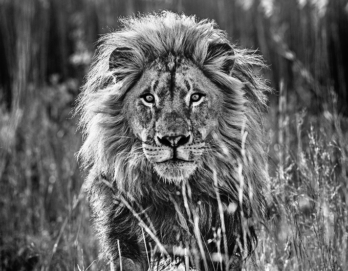 Black And White Animal Portraits_13