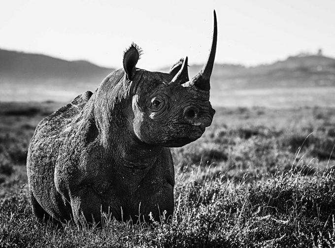 Black And White Animal Portraits_14