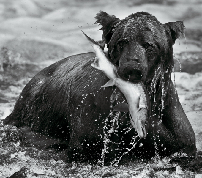 Black And White Animal Portraits_4