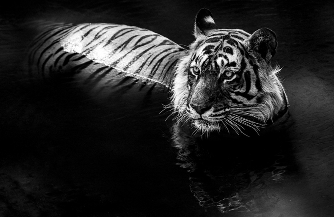 Black And White Animal Portraits_6