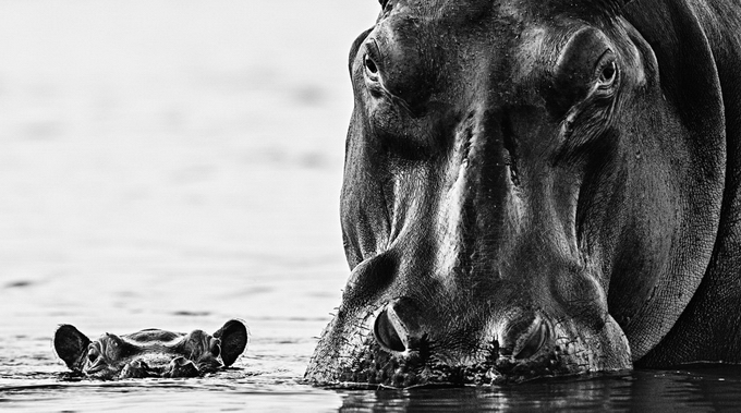 Black And White Animal Portraits_9