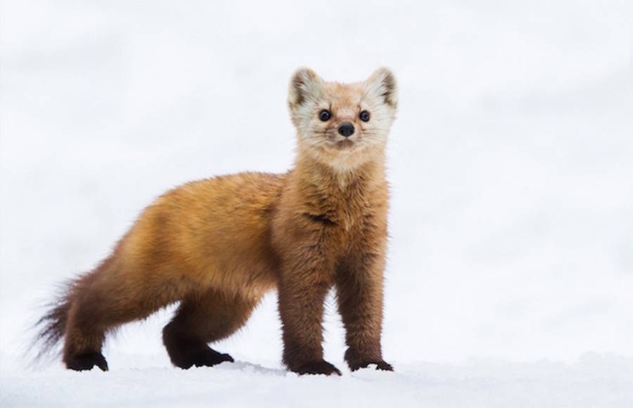Curiously Cute Pine Martens