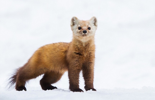 Curiously Cute Pine Martens_0