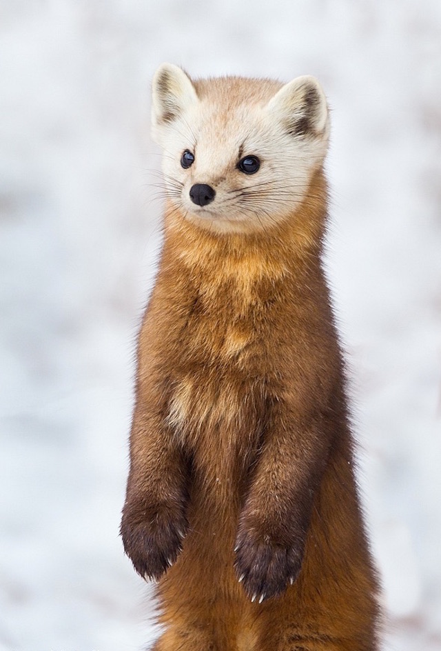 Curiously Cute Pine Martens_1