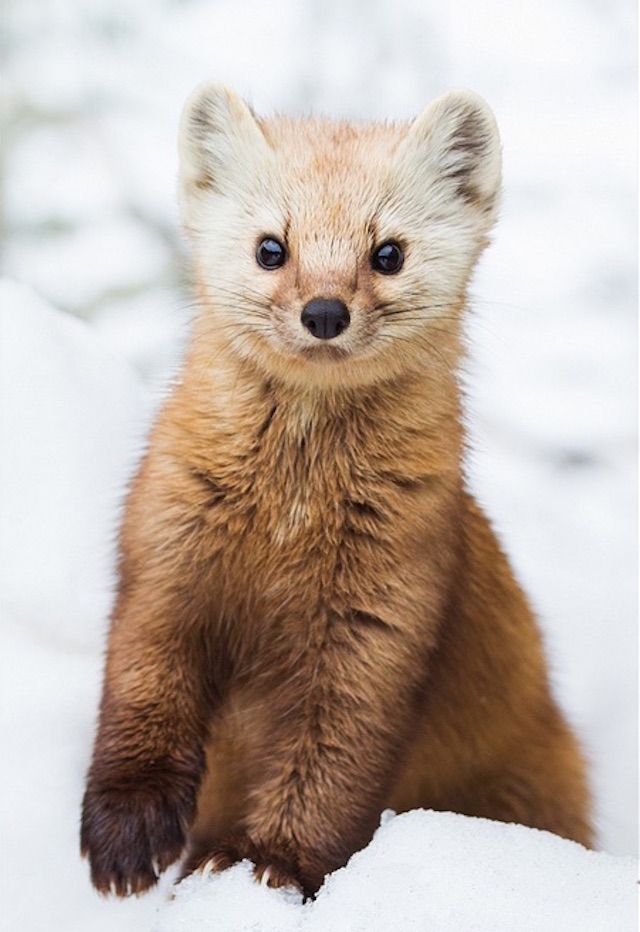 Curiously Cute Pine Martens_2