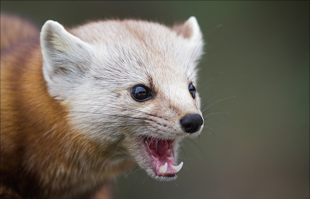 Curiously Cute Pine Martens_3