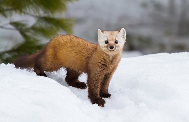 Curiously Cute Pine Martens_4