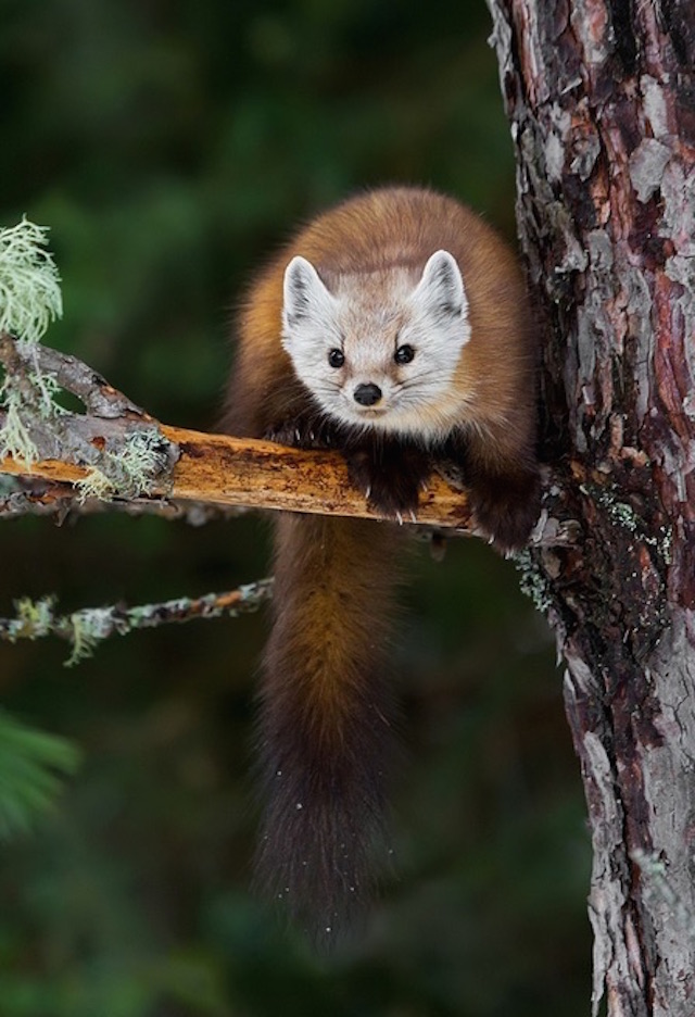 Curiously Cute Pine Martens_5