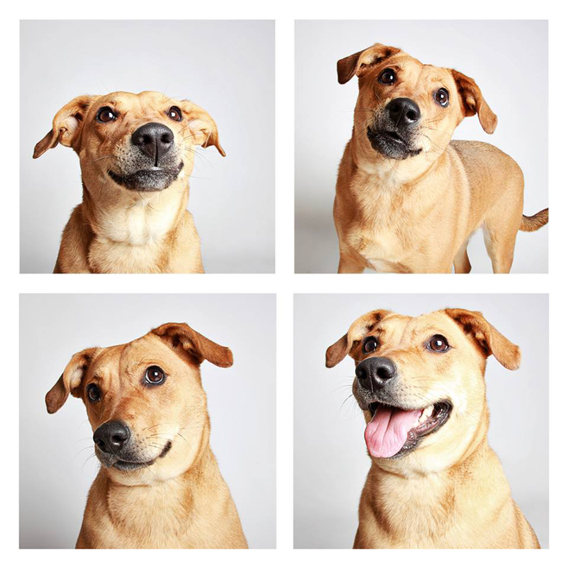 The Dogs Photo Booth_5 – Fubiz Media