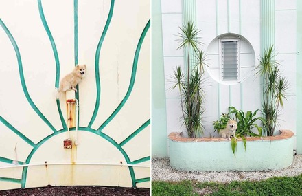 A Dog in Miami Architecture