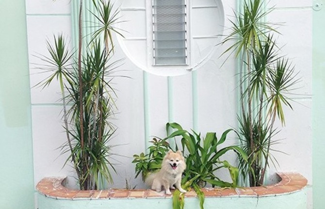 A Dog in Miami Architecture