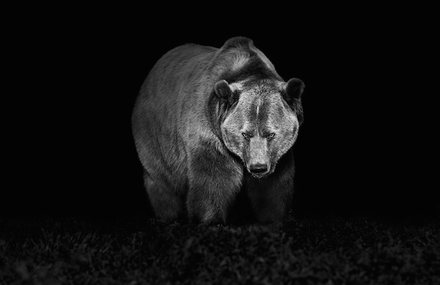 Imposing Animal Portraits